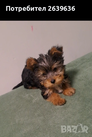 Мини йорки женско 2 месеца, снимка 5 - Йоркширски териер - 53147808