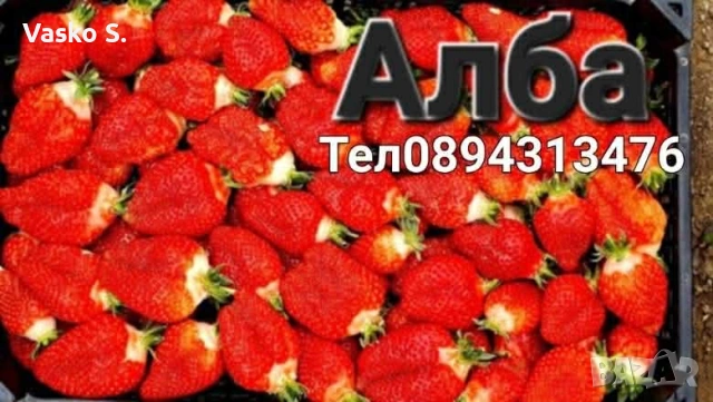 Ягоди , снимка 4 - Градински цветя и растения - 53650315