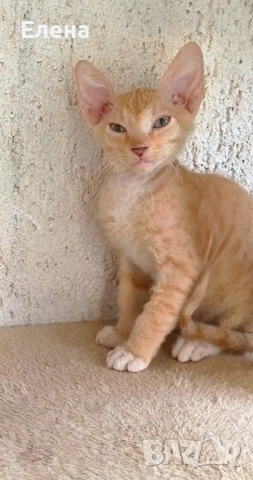 БРАШ с родословието на Донски сфинкс мъжки