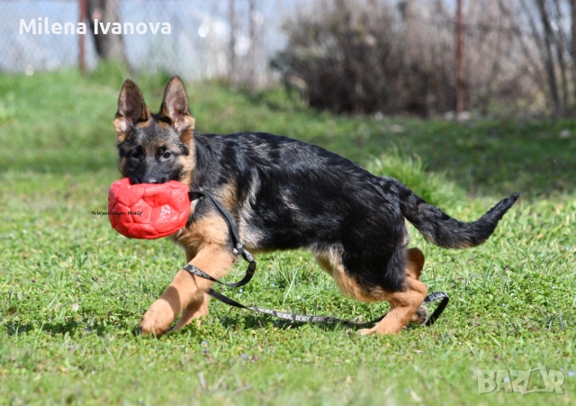 Немски овчарки с родословие , снимка 3 - Немска овчарка - 53336696