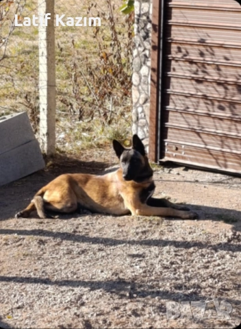 Чистокръвни малки белгийски овчарки Малинуа малионис, снимка 8 - Белгийска овчарка - 52294460