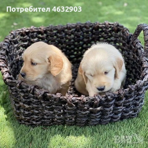 голдън ретривър момче кремаво, снимка 9 - Голдън ретривър - 52775962