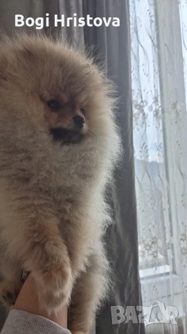 малко мъжко померанче на четири месеца, снимка 2 - Померан - 53638652
