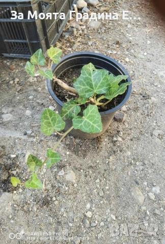 Бръшлян , снимка 7 - Градински цветя и растения - 53624027