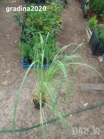 Кортадерия- Пампаска трева ПРИ ПОКУПКА НА 3 БРОЯ 1 БРОЙ ПОДАРЪК, снимка 6 - Градински цветя и растения - 27388242