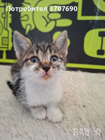 Женско котенце на 2,5месеца търси дом, снимка 5 - Други - 52014989