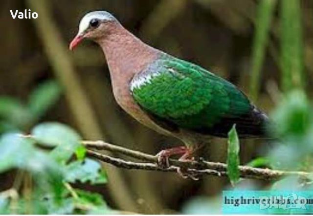 Зеленокрили  (emerald dove), снимка 1 - Гълъби - 45166481