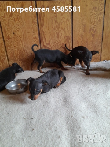 Сърнисти пинери