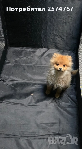 Померански шпиц , снимка 4 - Померан - 52679788