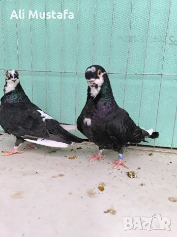 Африканска сова , снимка 16 - Гълъби - 50071282