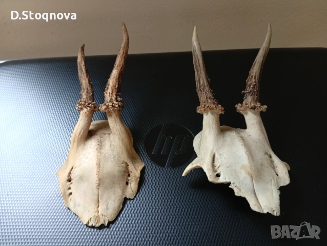 Еленови рога - 2 броя(малки, с част от черепа), снимка 7 - Антикварни и старинни предмети - 54254712