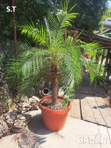 Палма Феникс рубелине, снимка 4 - Градински цветя и растения - 54013380