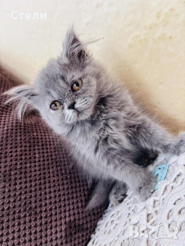 Британски котенца, снимка 1