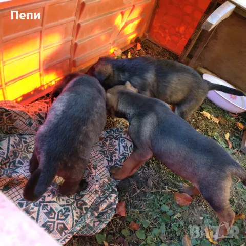 Улични кученца за осиновяване.adopted a street dog, снимка 6 - Други - 47834358