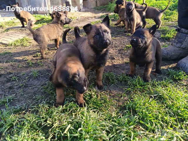 Продавам Белгийска овчарка „Малиноа“