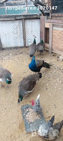 индийски пауни 