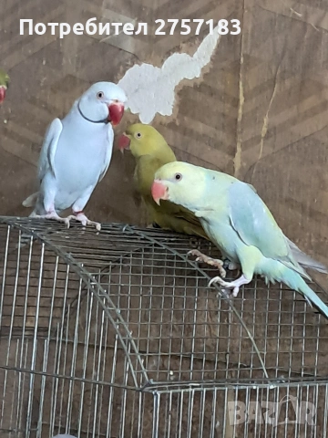 продавам малки александри , снимка 6 - Папагали - 53991993