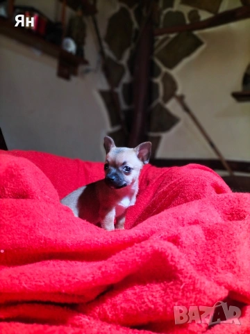 чихуахуа момичета 