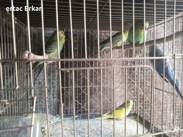 вълнисти папагали , снимка 3 - Папагали - 54085802