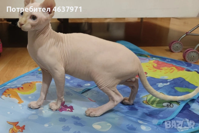 Мъжко коте канадски сфинкс, снимка 3 - Сфинксове - 52244179