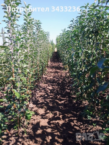 Овощен посадъчен материал 2025, снимка 4 - Разсади - 52365566