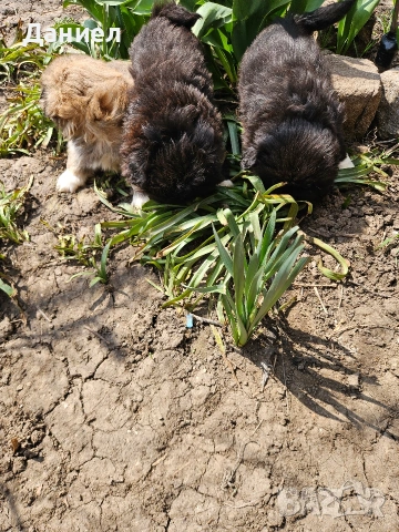 пекинези, снимка 9 - Пекинез - 53982097