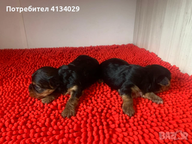 Мини и стандартни Йорки мъжки 35 дни и Супер мини Йорки мъжки 1,5 кг на две години, снимка 3 - Йоркширски териер - 53228272