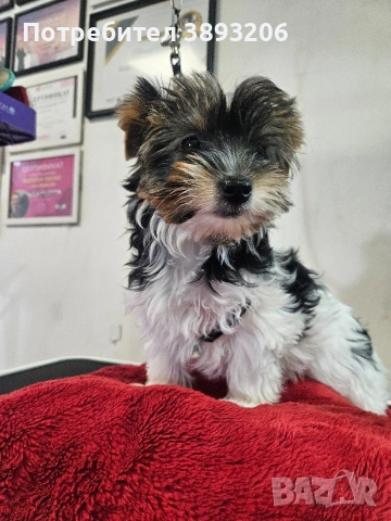 биверчета, снимка 10 - Йоркширски териер - 52788675