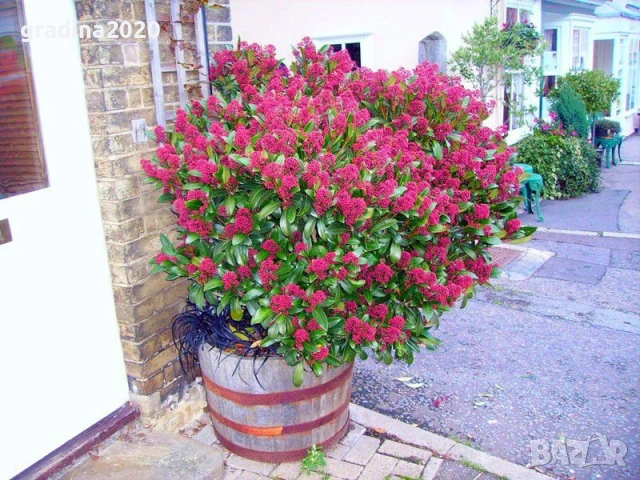 Скимия – Японски люляк (Skimmia japonica), снимка 6 - Разсади - 53967463