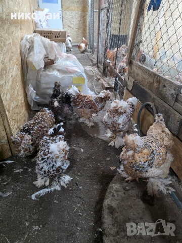 Продавам оплодени яйца от струмски стандарт, снимка 11 - други­ - 53832836