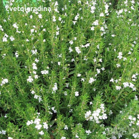 Satureja montana Bolero(Чубрица Болеро), снимка 2 - Градински цветя и растения - 46112919