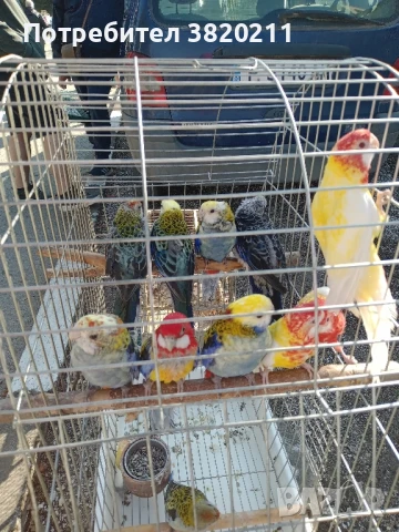 Продавам розели, снимка 2 - Папагали - 51160586