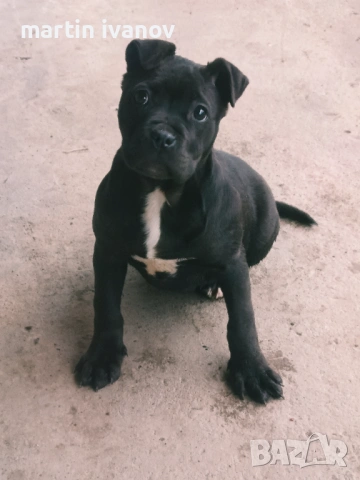 Мъжко питбулче, снимка 3 - Питбул - 53513097