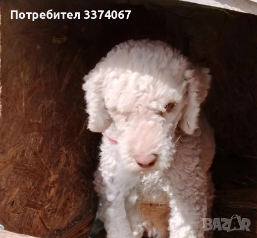 Кучета за трюфели 