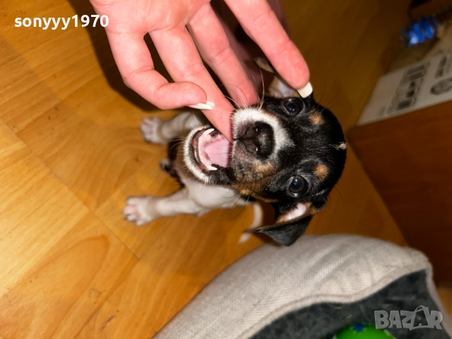 ДЖАК РЪСЕЛ ТЕРИЕР-250ЛВ ЗА КРАСИВО КУТРЕ 0110250846, снимка 4 - Джак ръсел териер - 51899428