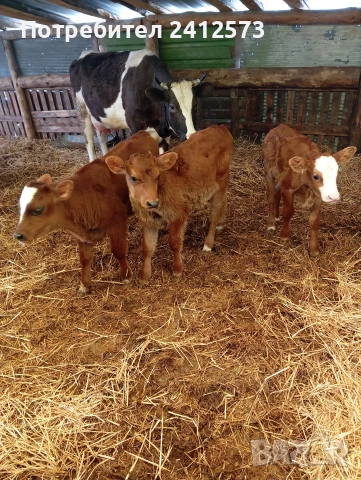 Продавам крави на първо,второ и трето теле,договаряне, снимка 3 - Крави - 53754897