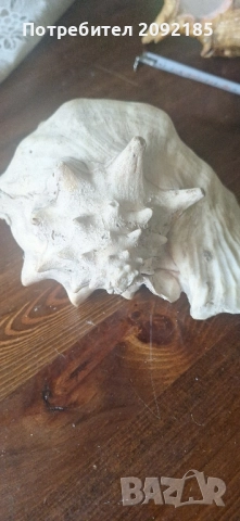 Миди,корали, снимка 3 - Други ценни предмети - 51854663