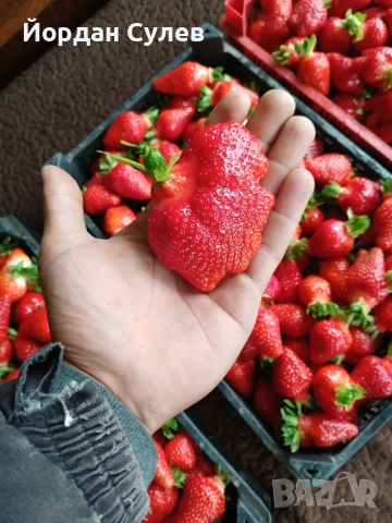 Qgodi malini, снимка 10 - Сортови семена и луковици - 53816105