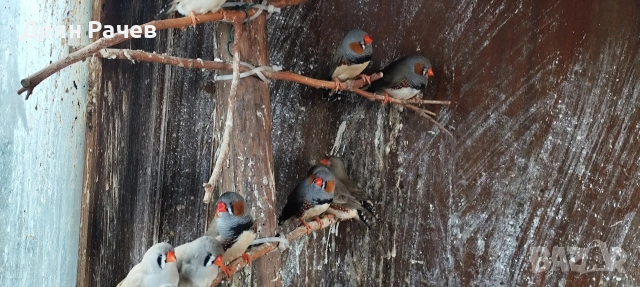 амадини ДЖЪМБО ИЗЛОЖБЕНИ амадини УНГАРСКА ЛИНИЯ ЗЕБРОВИ АМАДИНИ, снимка 13 - Амадини - 53658164