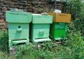 Продавам пчелни отводки и майки 2024 - София, център, снимка 1