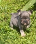 Френски булдог Блу Тан/French Bulldog Blue Tan , снимка 8