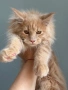 Мейн кун котенца / Мейн куун котенца / Maine coon kittens, снимка 2