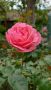Рози, снимка 1 - Градински цветя и растения - 45479639