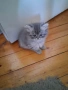 Персийски котенца , снимка 2