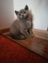 Британски късокосмести котета , снимка 6