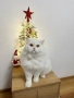 Бял персийски котарак за разплод, снимка 2