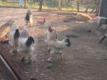 Млади пуйки, кокошки Брама и юрдечки и кученце алабай, снимка 16