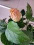 Китайска роза-Хибискус(голямо), снимка 2