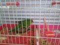 Продавам мъжки зелен папагал Какарики на 1год., снимка 2