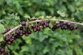 Йоща, йоста, jostaberry (Ribes × nidigrolaria), снимка 4